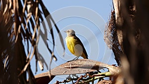 Adult Cattle Tyrant Bird