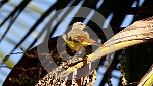 Adult Cattle Tyrant Bird