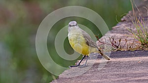 Adult Cattle Tyrant Bird