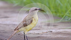 Adult Cattle Tyrant Bird