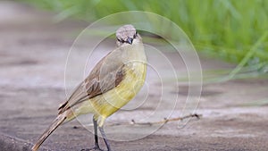 Adult Cattle Tyrant Bird