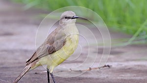 Adult Cattle Tyrant Bird