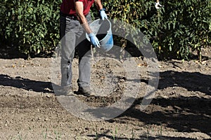 Adult Caucasian man pouring fertiliser on a newly planted leek plant. basque organic agriculture