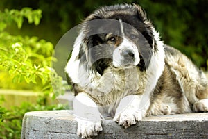 Adult Caucasian Shepherd dog. Fluffy Caucasian shepherd dog is l