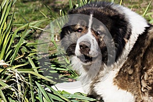 Adult Caucasian Shepherd dog. Fluffy Caucasian shepherd dog is l