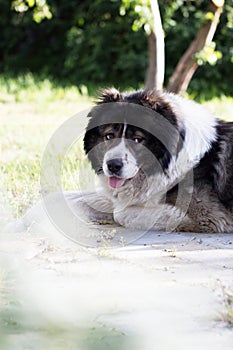 Adult Caucasian Shepherd dog. Fluffy Caucasian shepherd dog is l