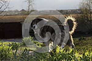 .Adult Caucasian Shepherd dog.Fluffy Caucasian shepherd dog in the yard