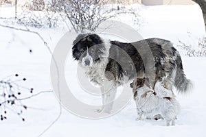 Adult Caucasian Shepherd dog and puppy in winter time