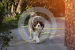 Adult Caucasian Shepherd dog in the yard