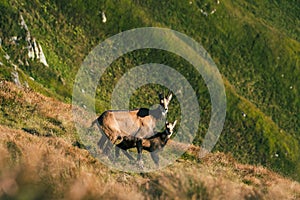 Adult chamois mountain goat protects baby chamois in high altitude Tatra mountains