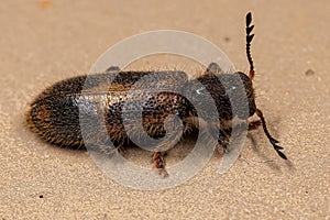 Adult Checkered Beetle