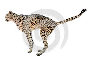 Adult cheetah