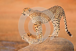 Adult cheetah female standing sideways on a big rock with another sitting behind a rocky boulder at sunset in Kruger Park South