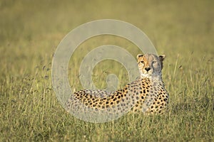 Adult cheetah lying in tall grass in Masai Mara in Kenya