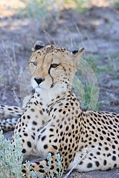 Adult cheetah mother resting kalahari desert