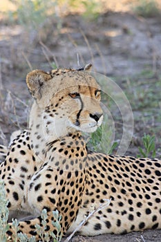 Adult cheetah mother resting kalahari desert