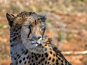 Adult cheetah photo