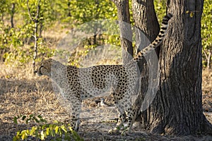 Adult cheetah standing by a big tree marking territory with its urine in Savuti in Botswana