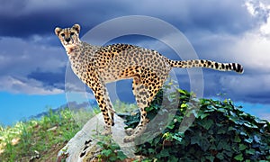 adult cheetah standing on stone