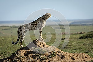 Female cheetah standing on a termite mound watching over Masai Mara in Kenya