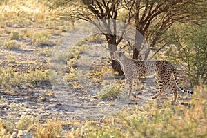 Adult cheetah walking in the kalahari desert