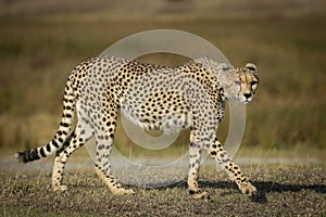 Adult cheetah walking while stalking prey in afternoon light in Ndutu in Tanzania