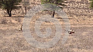 Adult cheetah watching cubs feeding