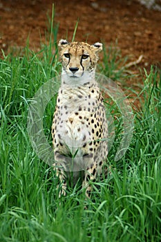 Adult cheetah watching for prey