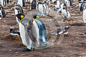 Adult and chick king penguin
