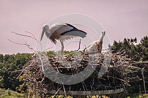 Adult and chick stork on nest in Zwin Bird Refuge, Knokke-Heist, Flanders, Belgium