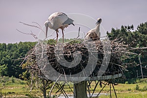 Adult and chick stork on nest in Zwin Bird Refuge, Knokke-Heist, Flanders, Belgium