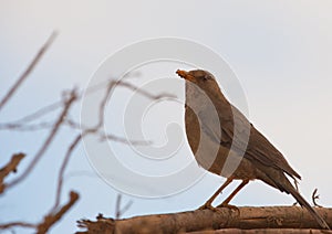 An adult Chiguanco Thrush