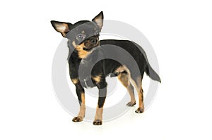 Adult chihuahua dog standing isolated