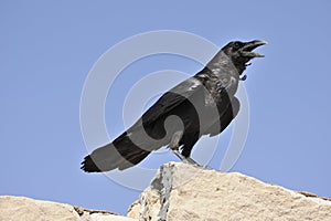Adult Chihuahuan raven