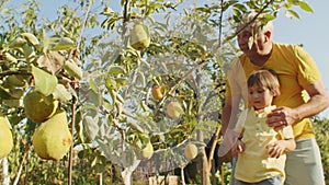 Adult and child exploring a pear orchard with ripe pears on branches. Family activities and healthy living concept