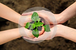 Adult and child are holding in hands seedling