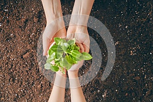 Adult and child holding seedlings