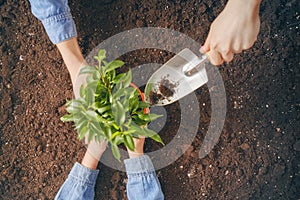 Adult and child holding seedlings