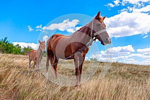 Adult and child horses