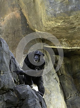 Adult Chimpanzee climbing a rock