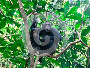 Adult chimpanzee with her baby in a tree at the Gombe National Park forest