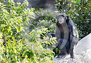 Adult chimpanzee, Houston Zoo, Texas photo