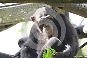 An adult Chimpanzee monkey holding some leaves food in its hands