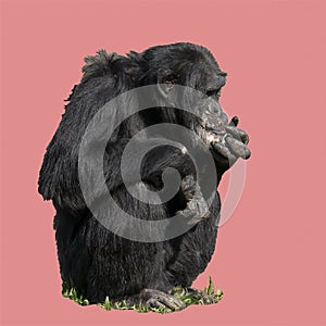 Adult chimpanzee sitting on the ground isolated with a pink colored background and space for text