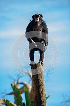 Adult chimpanzee standing on a log