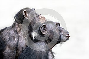 Adult Chimpanzees portrait