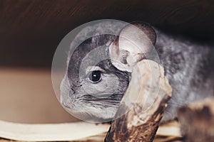 Adult chinchilla female sitting in a wooden cage close up, cute rodent species from South America often bred as a pet