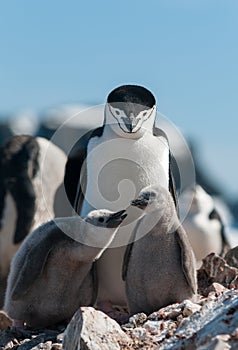 Adult Chinstrap Penguin with two chicks, Antarctic Peninsula