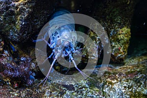 adult chiragra mantis shrimp male hides in the rocks waiting for food