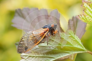 Adult Cicada Climbs on a Leaf
